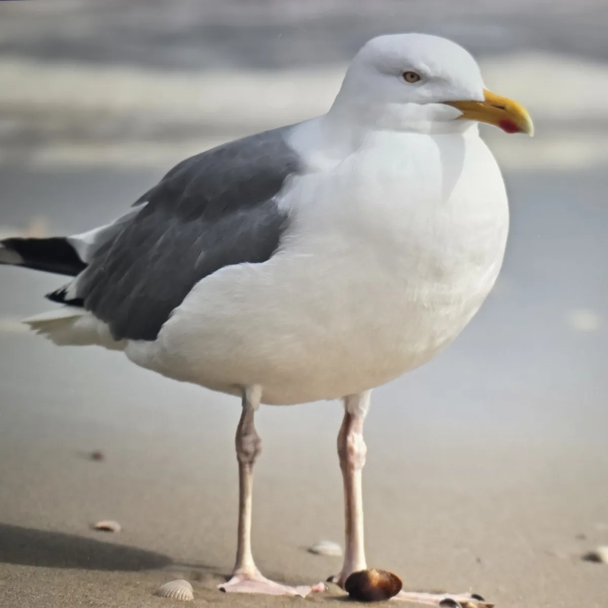 Gespotte Grote mantelmeeuw