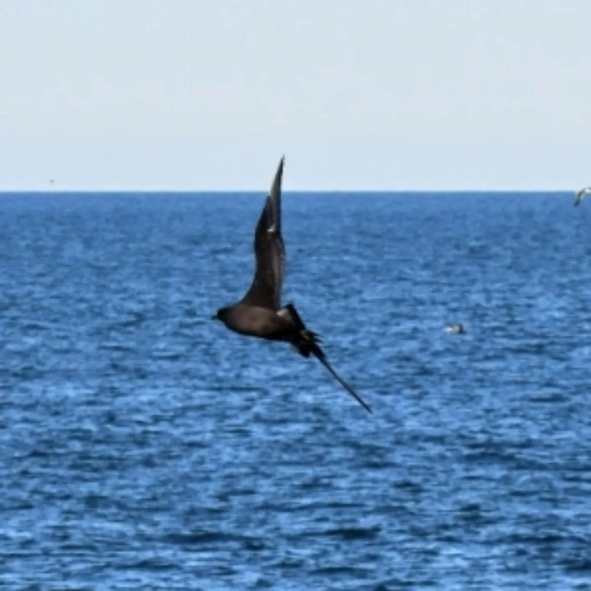 Spotted Sooty Shearwater