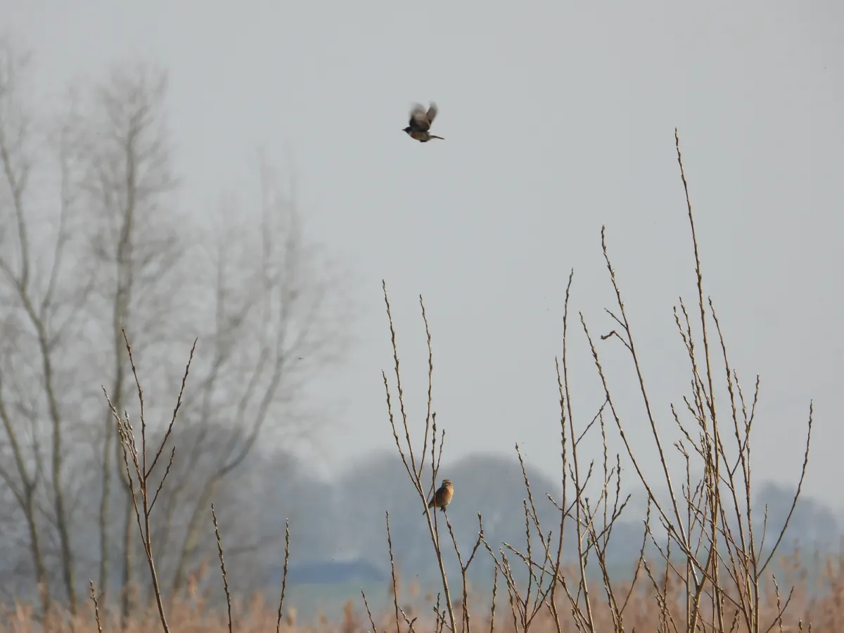 Spotted European Stonechat