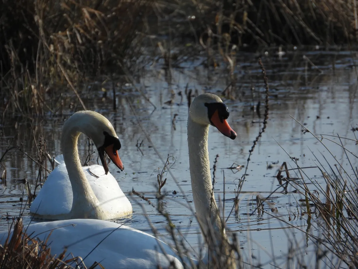 Gespotte Knobbelzwaan
