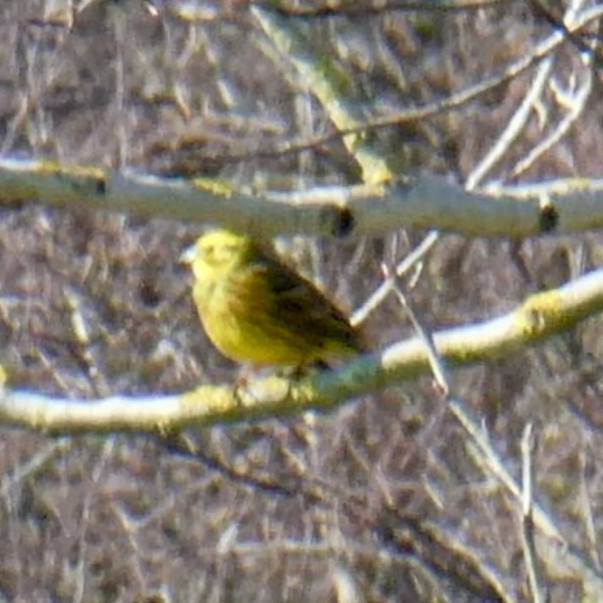 Spotted Yellowhammer