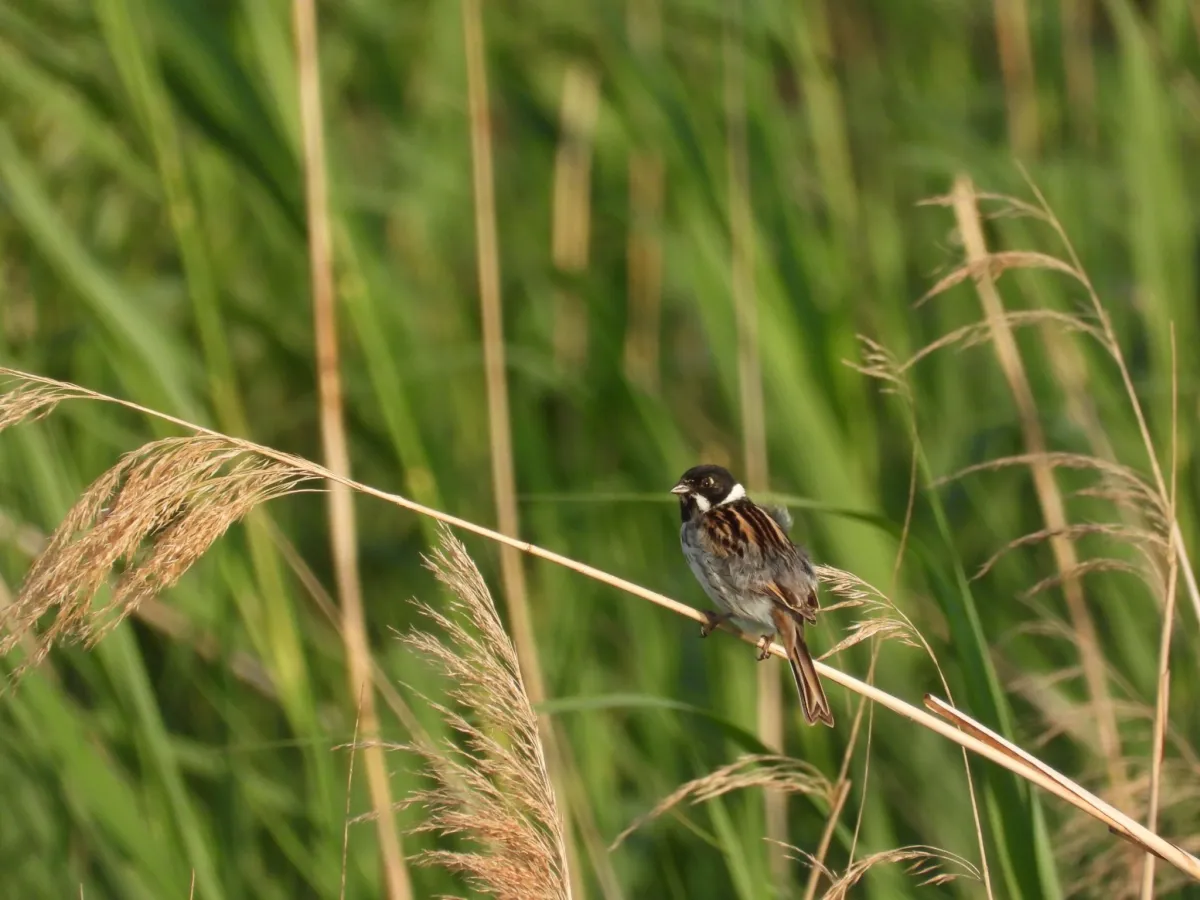 Spotted Reed Bunting