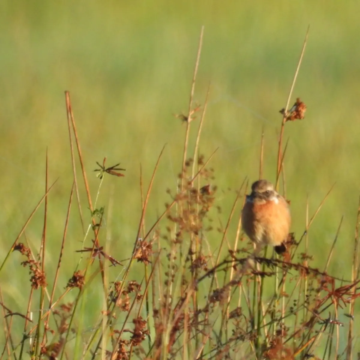 Spotted European Stonechat