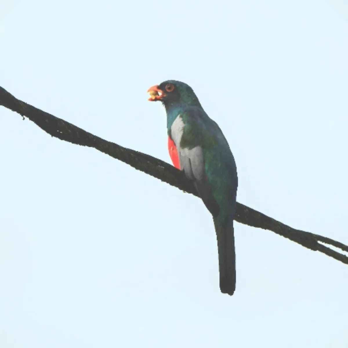 Gespotte Massenatrogon