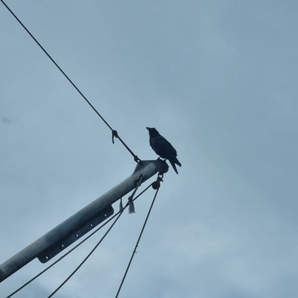 Spotted Common Raven