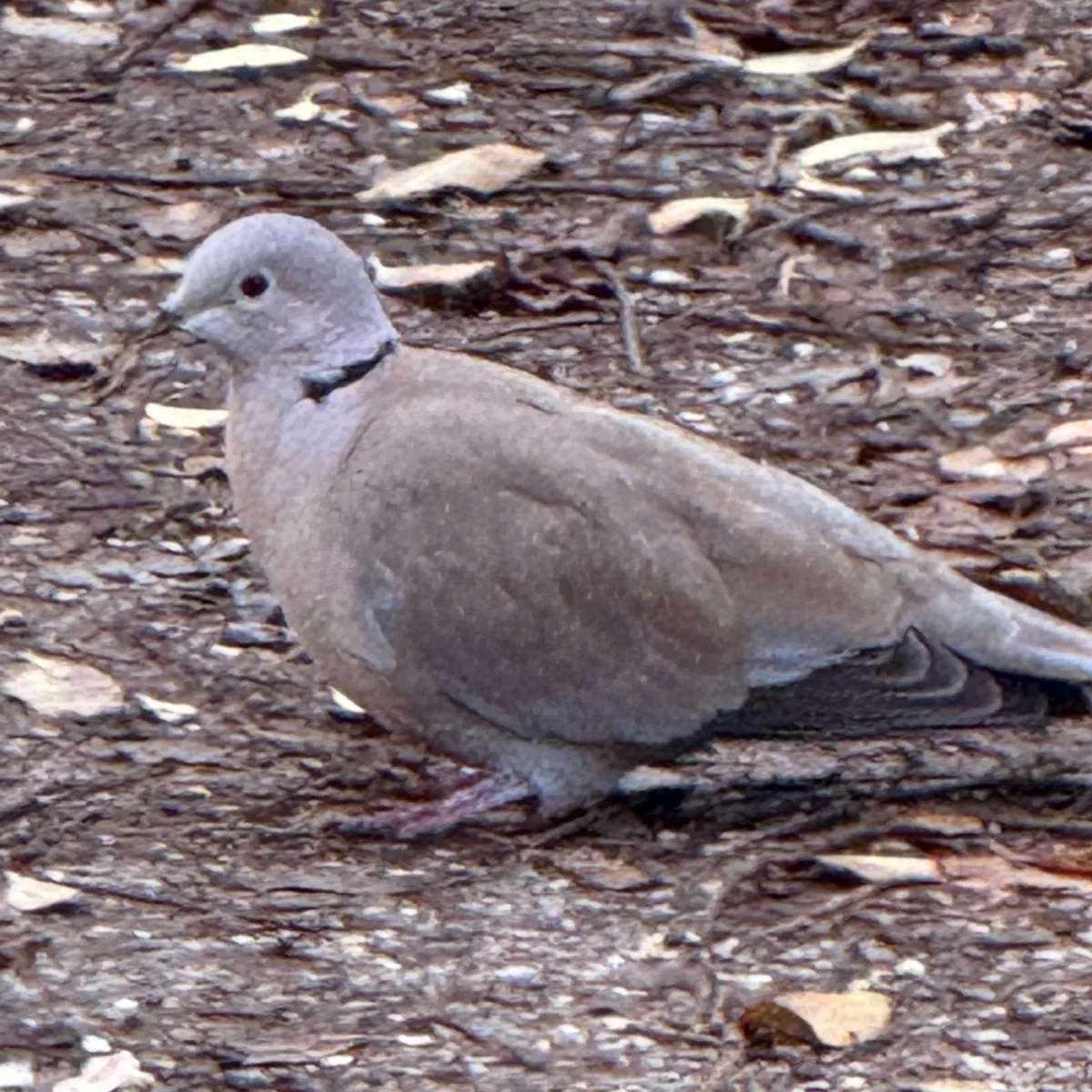 Spotted Eurasian Collared-Dove