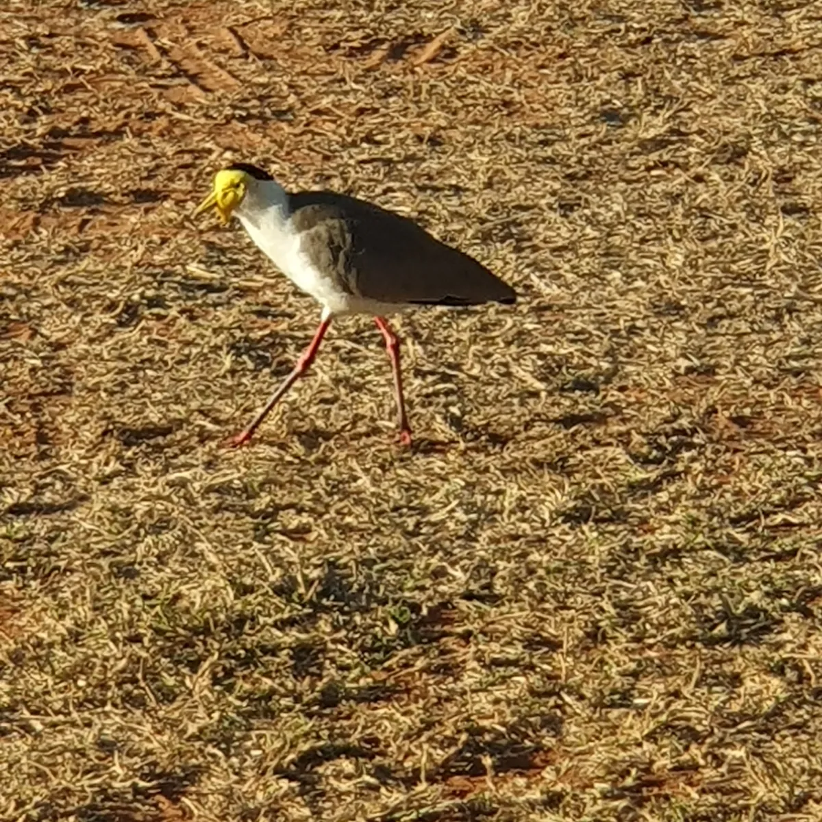 Gespotte Maskerkievit