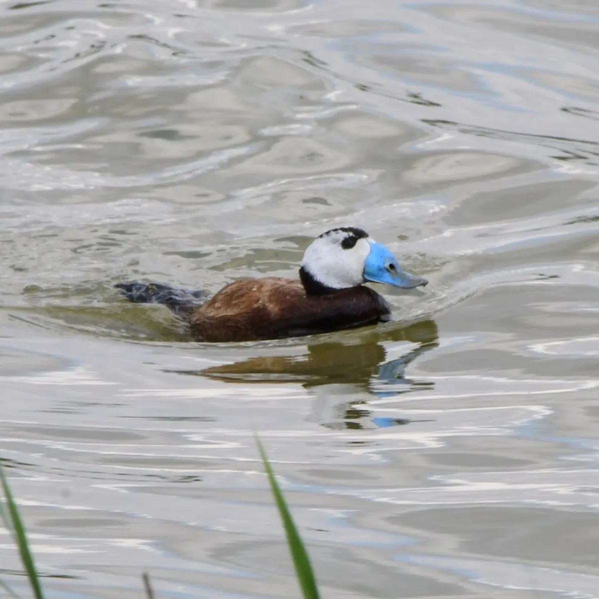 Spotted White-headed Duck