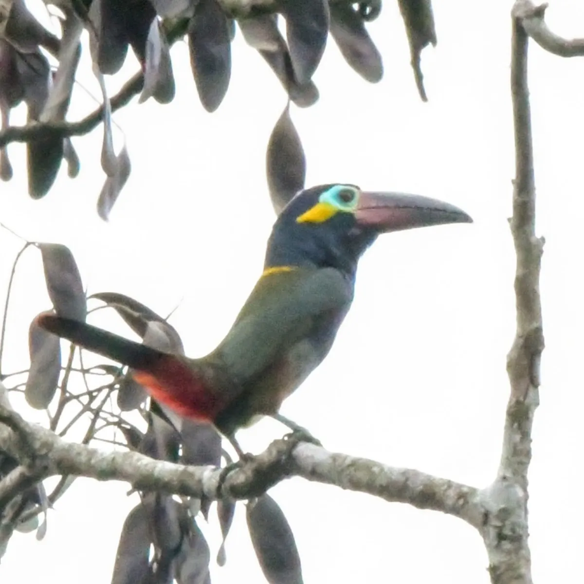 Spotted Guianan Toucanet