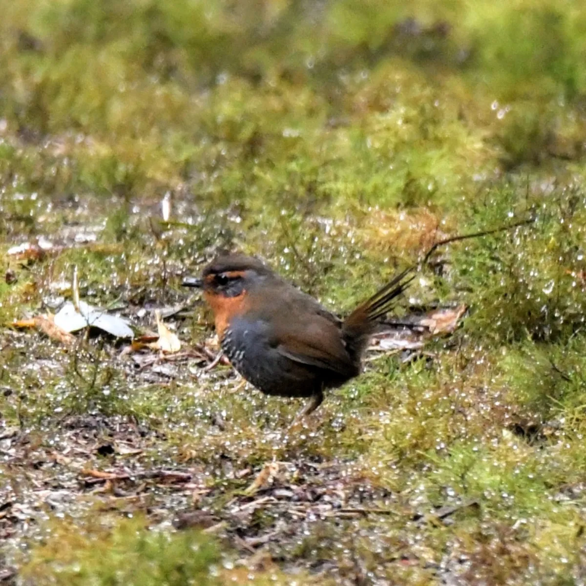 Spotted Chucao Tapaculo