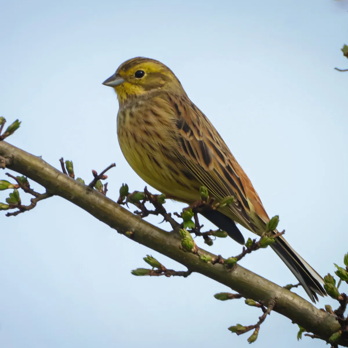 Spotted Yellowhammer