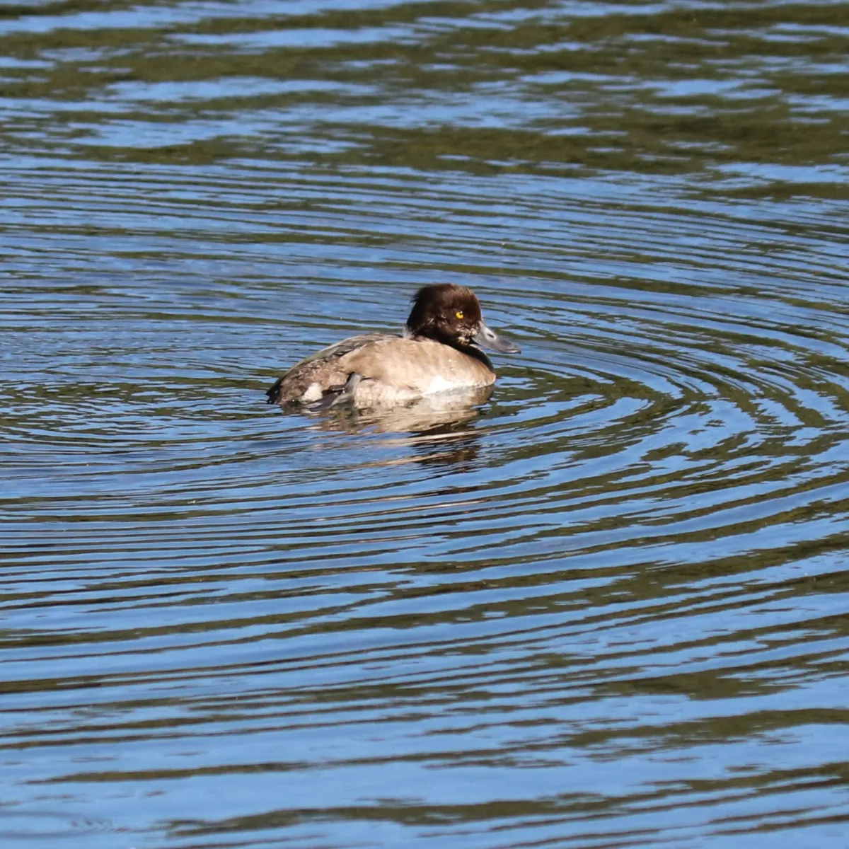 Spotted Tufted Duck