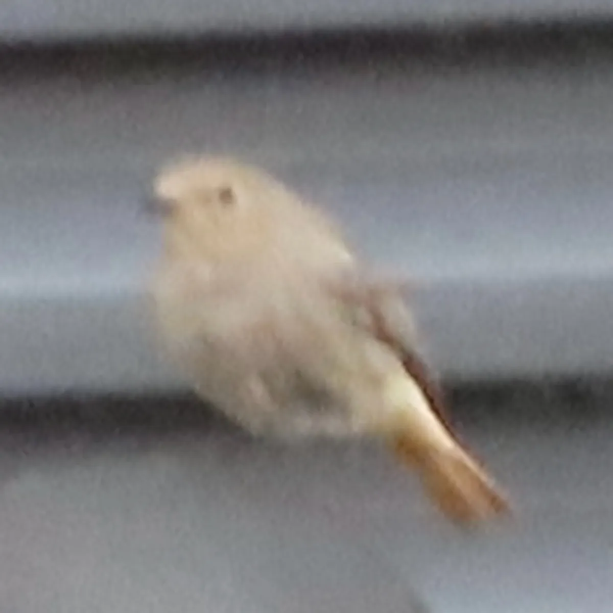 Gespotte Zwarte roodstaart