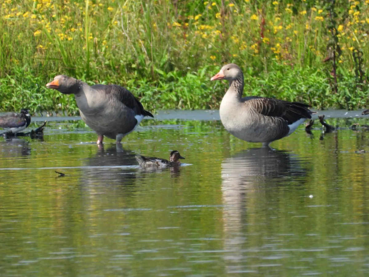 Spotted Garganey
