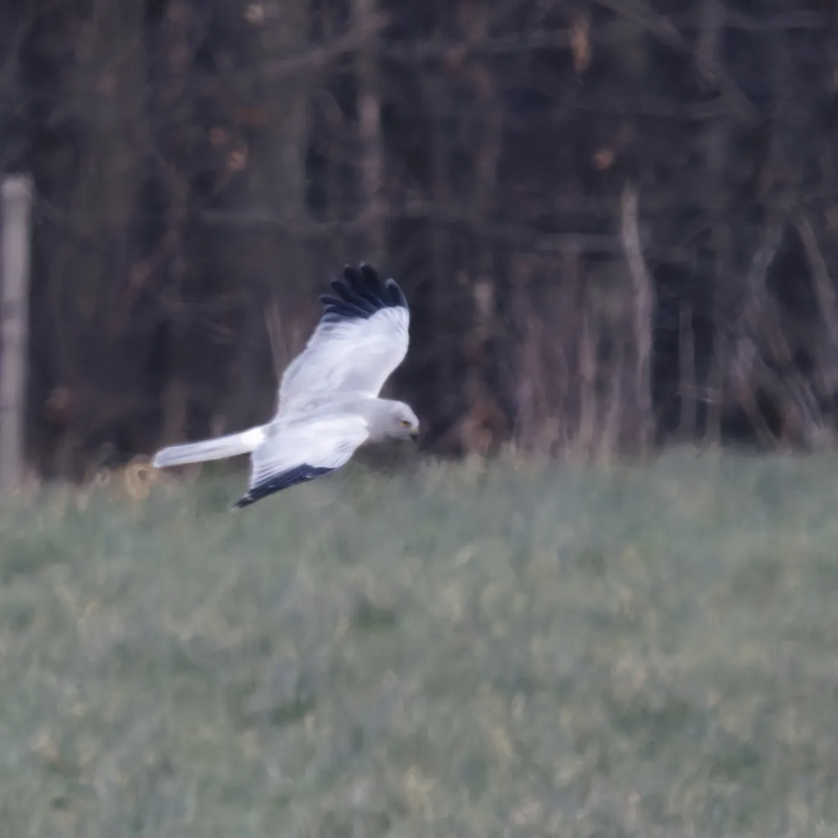 Gespotte Blauwe kiekendief