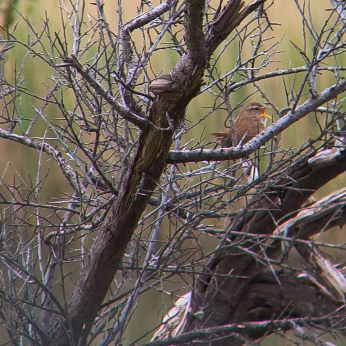 Spotted Eurasian Wren