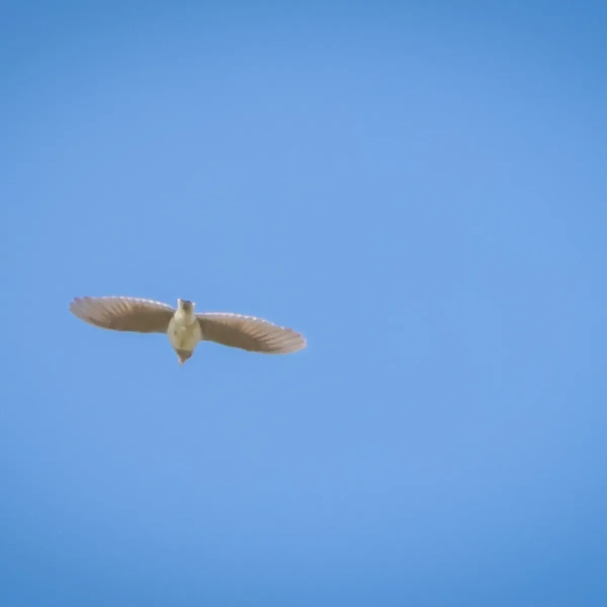 Gespotte Veldleeuwerik