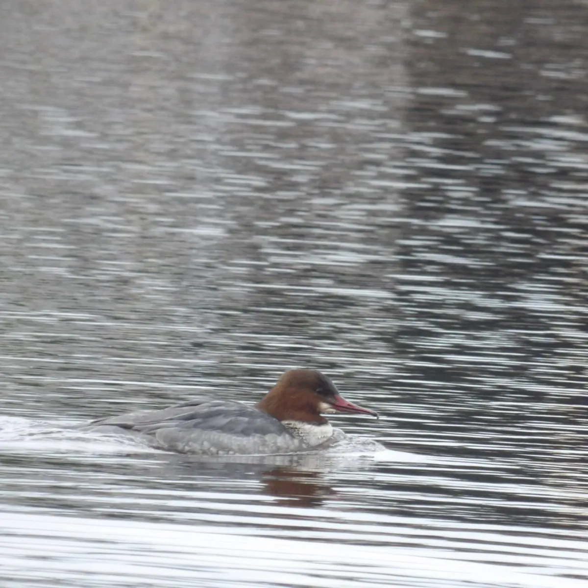 Gespotte Grote zaagbek