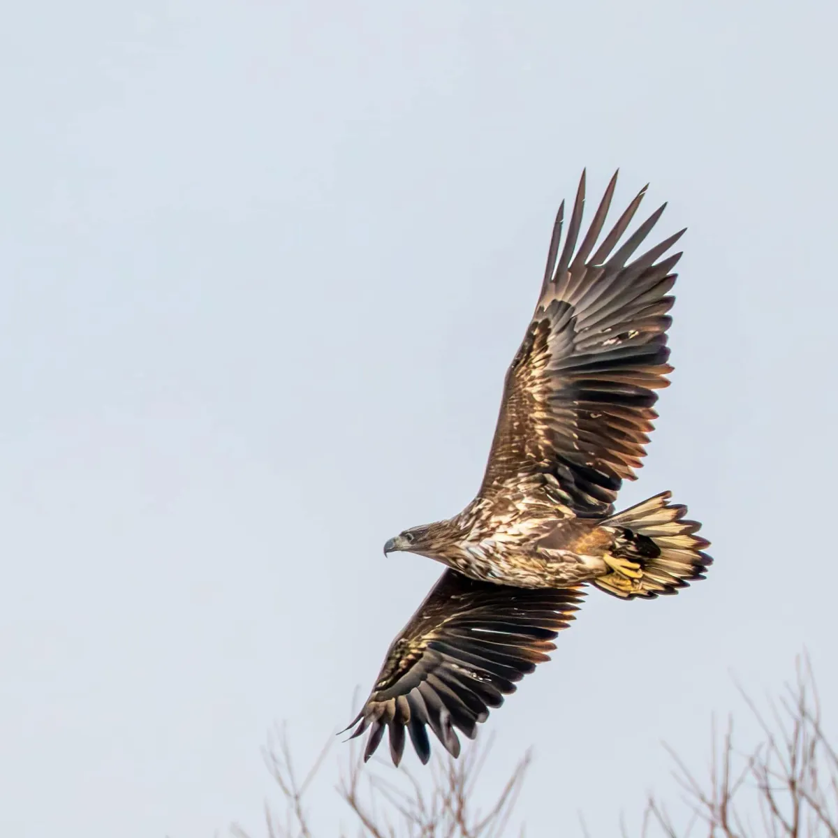 Spotted White-tailed Eagle