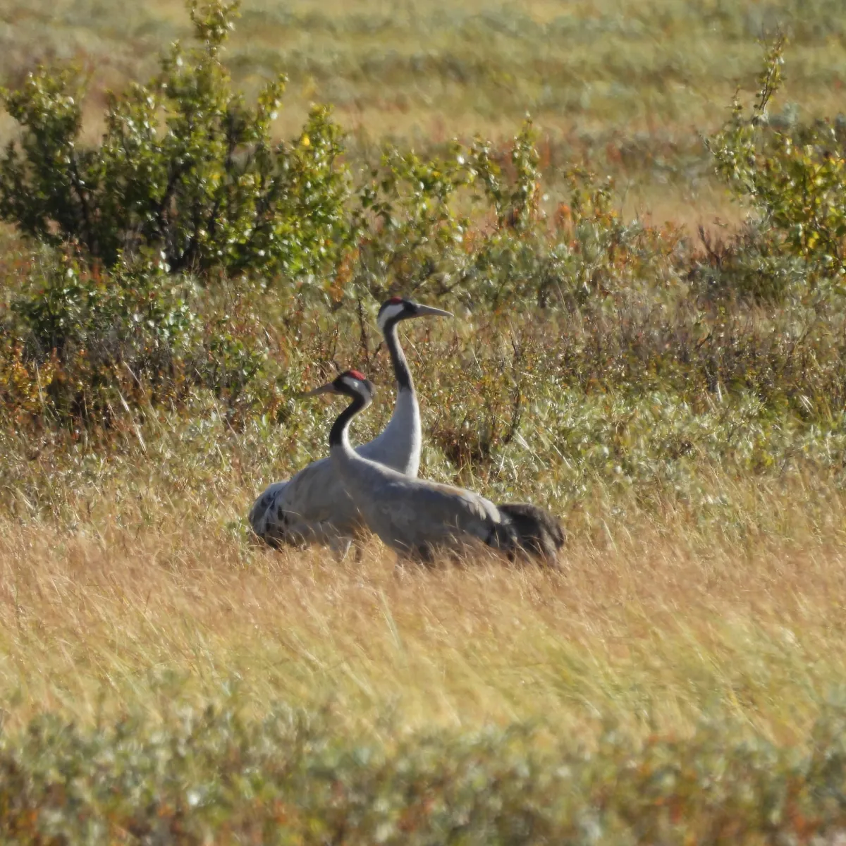 Spotted Common Crane