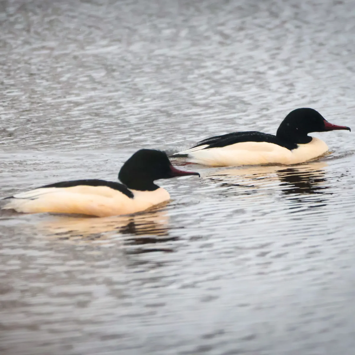 Spotted Common Merganser