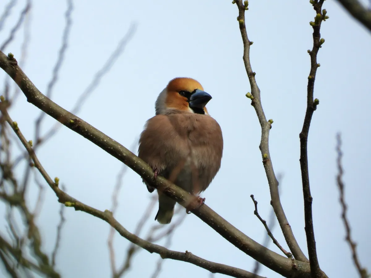 Gespotte Appelvink