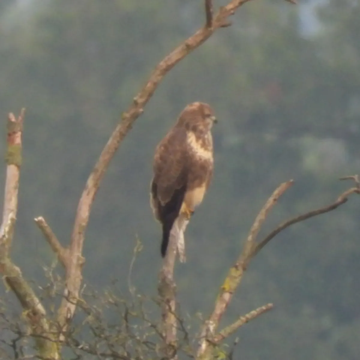 Waargenomen Buizerd