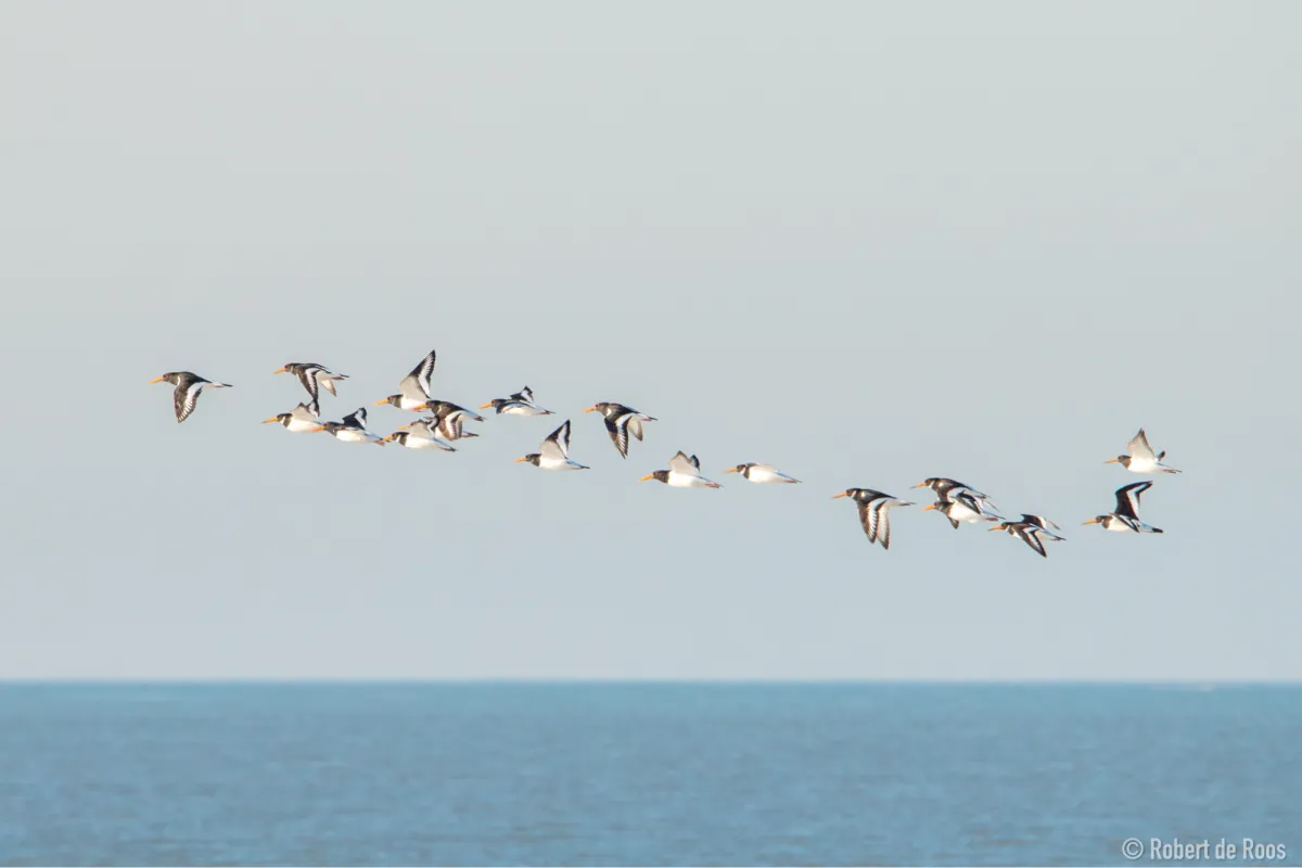 Spotted Eurasian Oystercatcher