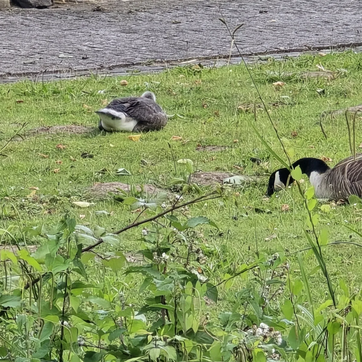 Spotted Canada Goose