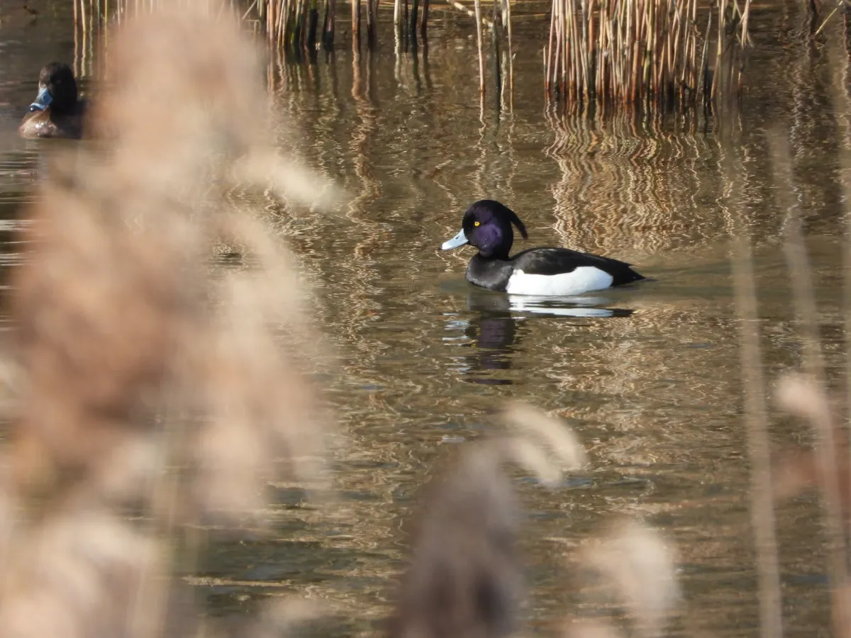 Spotted Tufted Duck