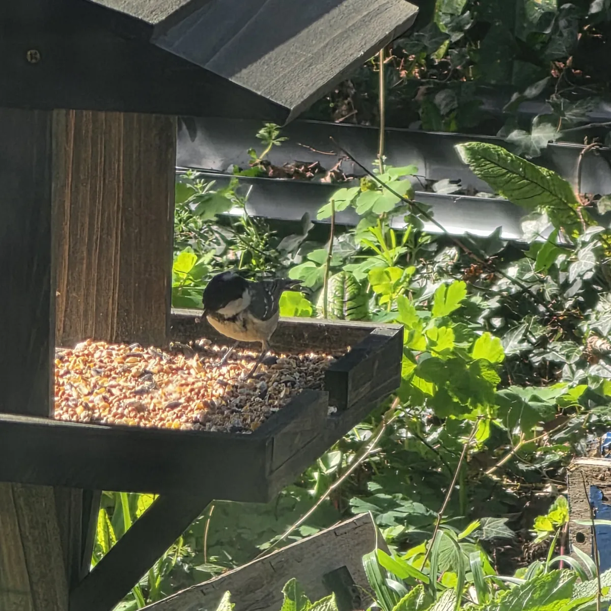 Spotted Coal Tit