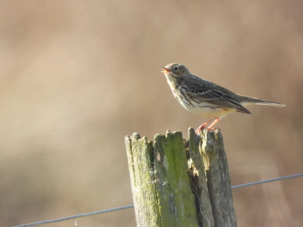 Spotted Eurasian Skylark
