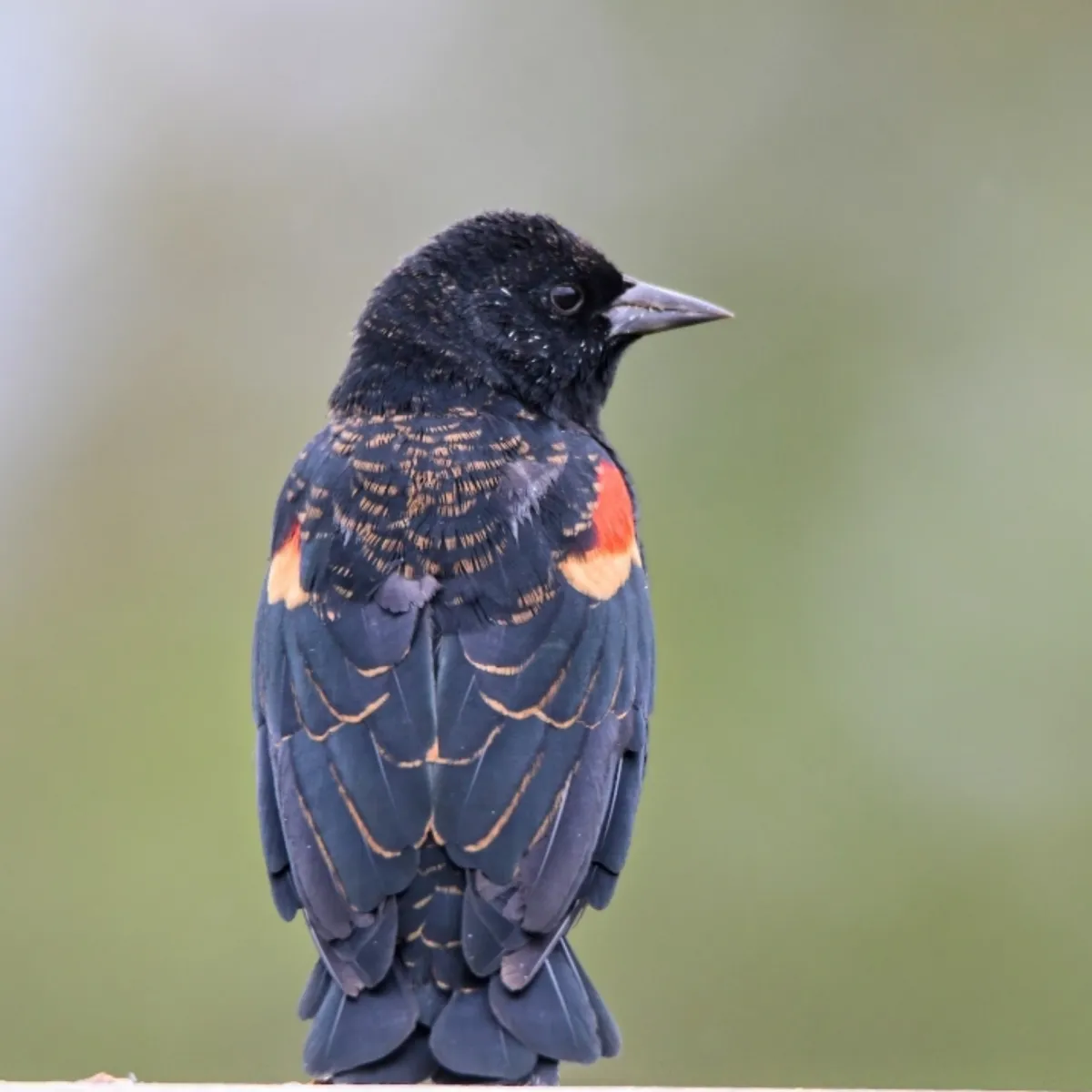 Gespotte Epauletspreeuw