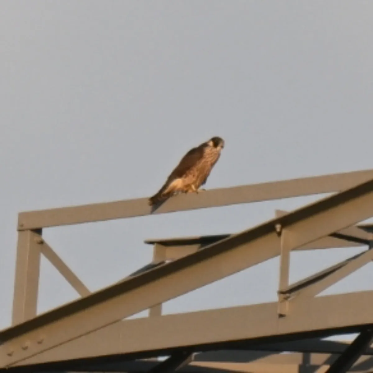 Spotted Peregrine Falcon