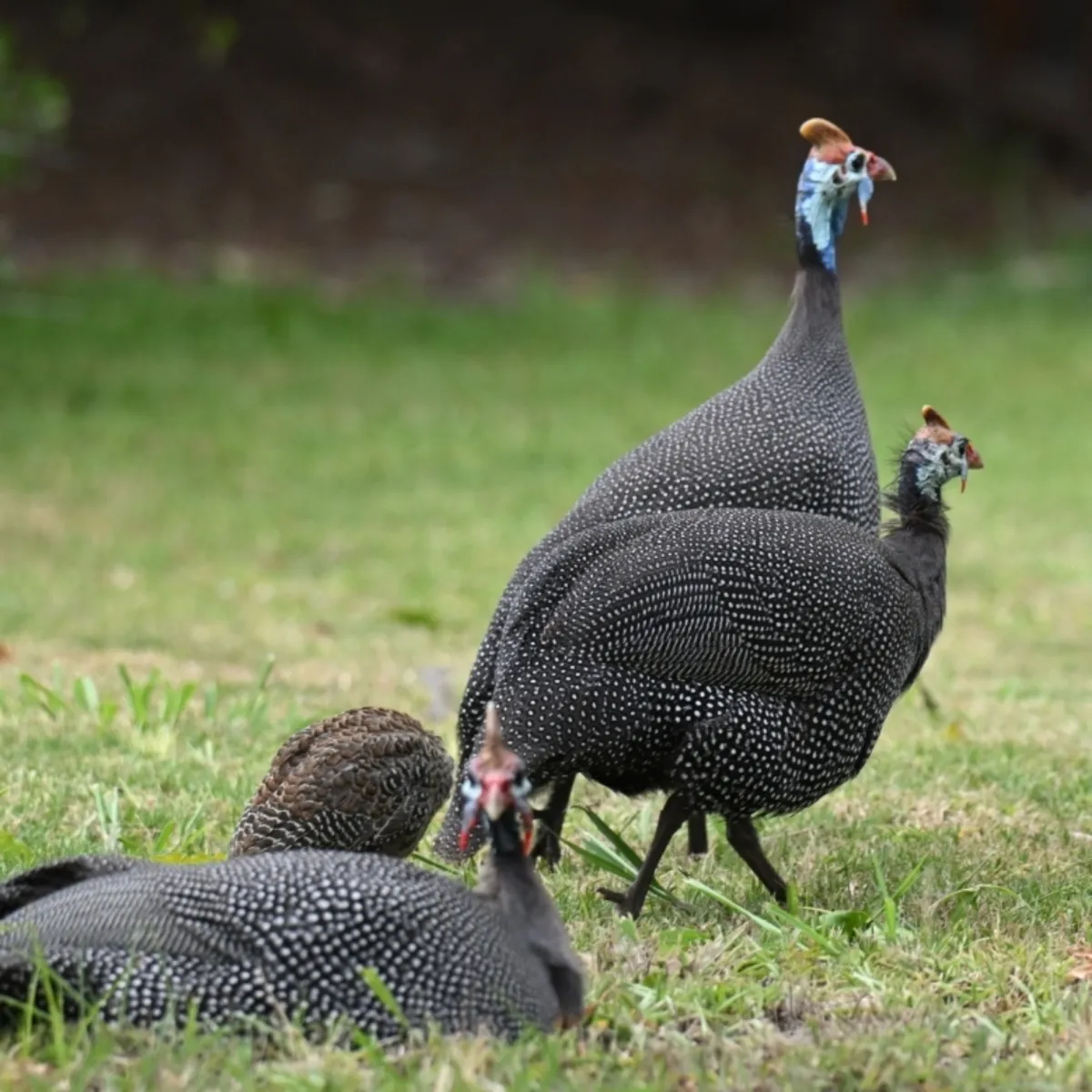 Spotted Helmeted Guineafowl
