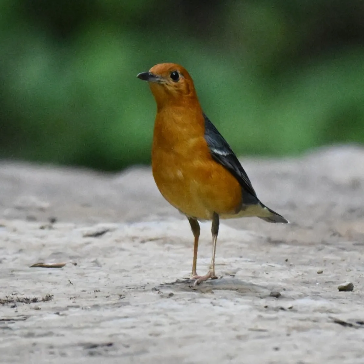 Gespotte Damalijster