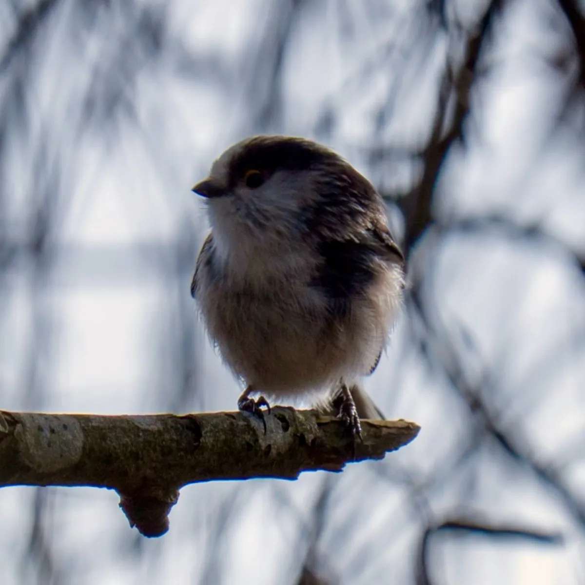 Spotted Long-tailed Tit