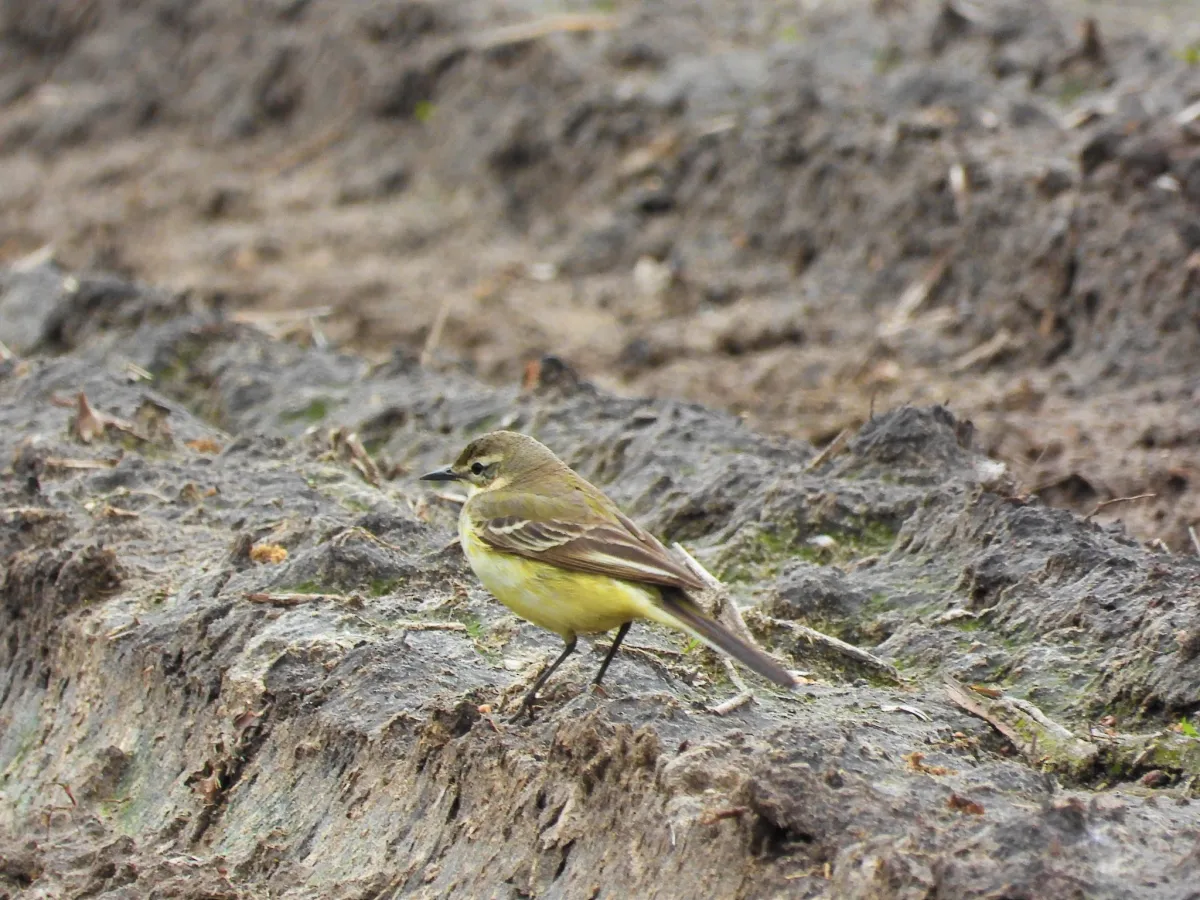 Spotted Western Yellow Wagtail