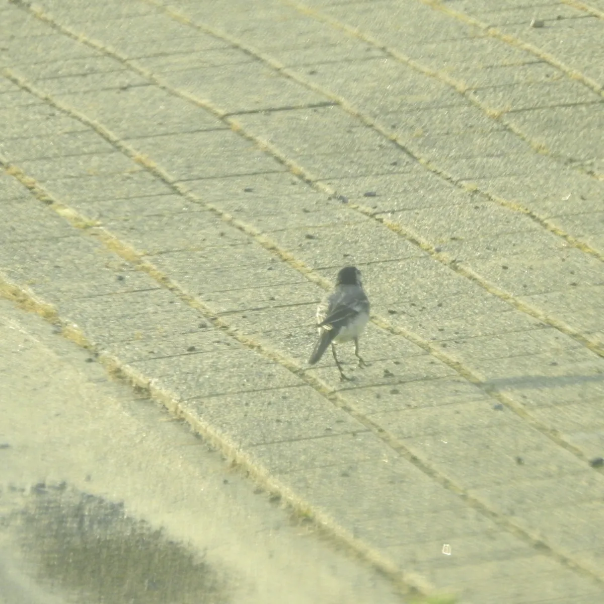 Spotted White Wagtail