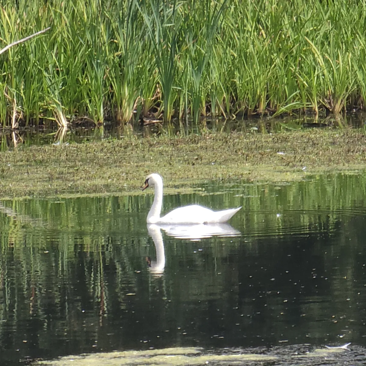 Spotted Mute Swan