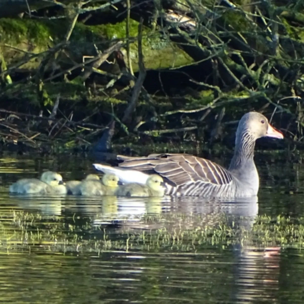 Spotted Graylag Goose