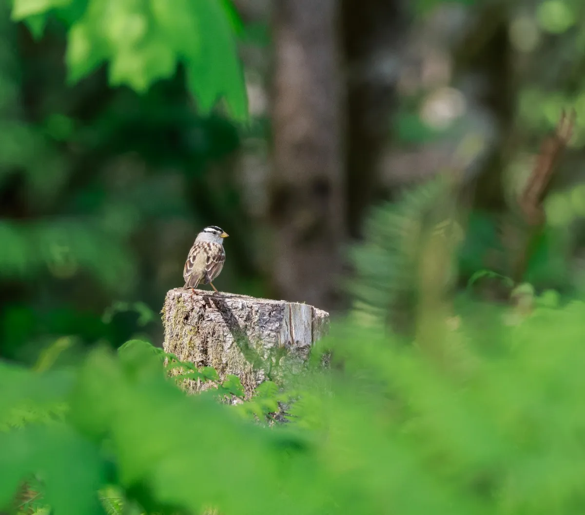 Spotted White-crowned Sparrow