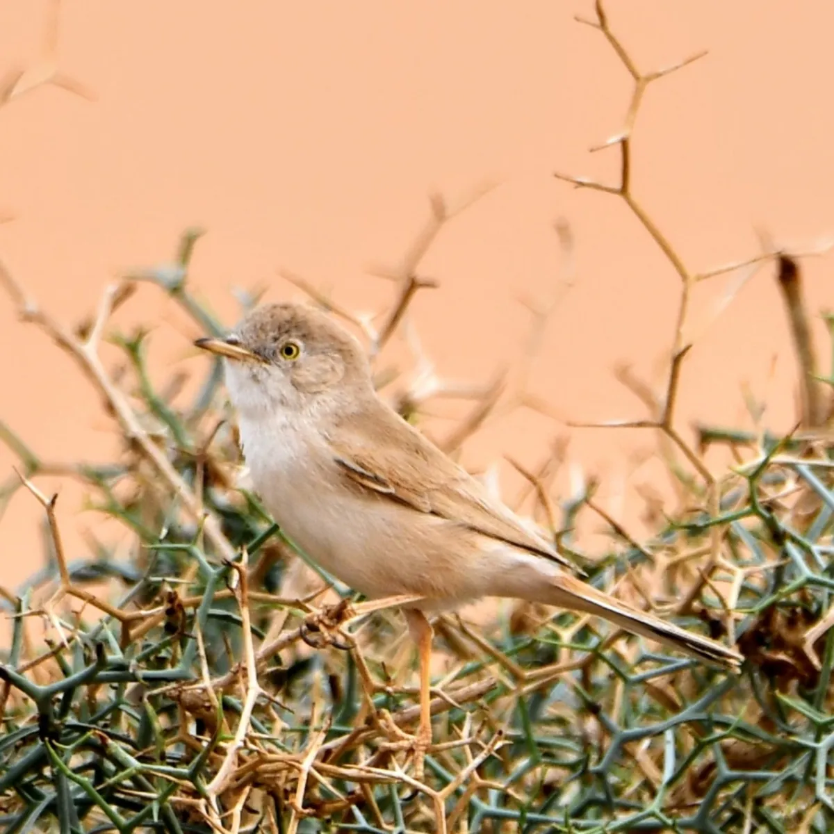 Gespotte Afrikaanse woestijngrasmus