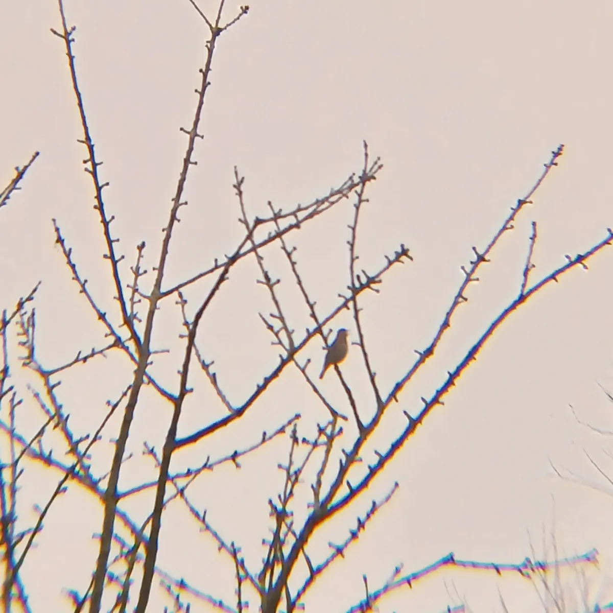 Gespotte Zanglijster