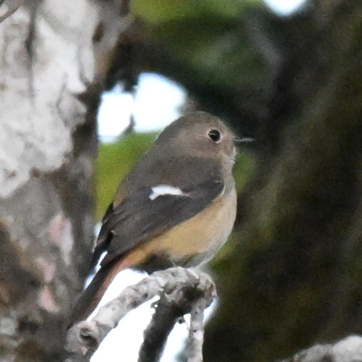 Spotted Daurian Redstart