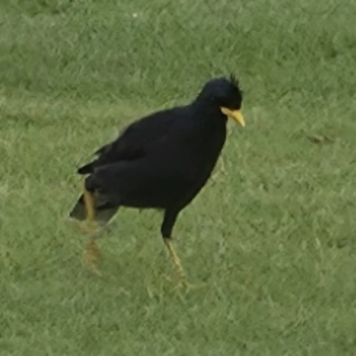 Gespotte Grote maina