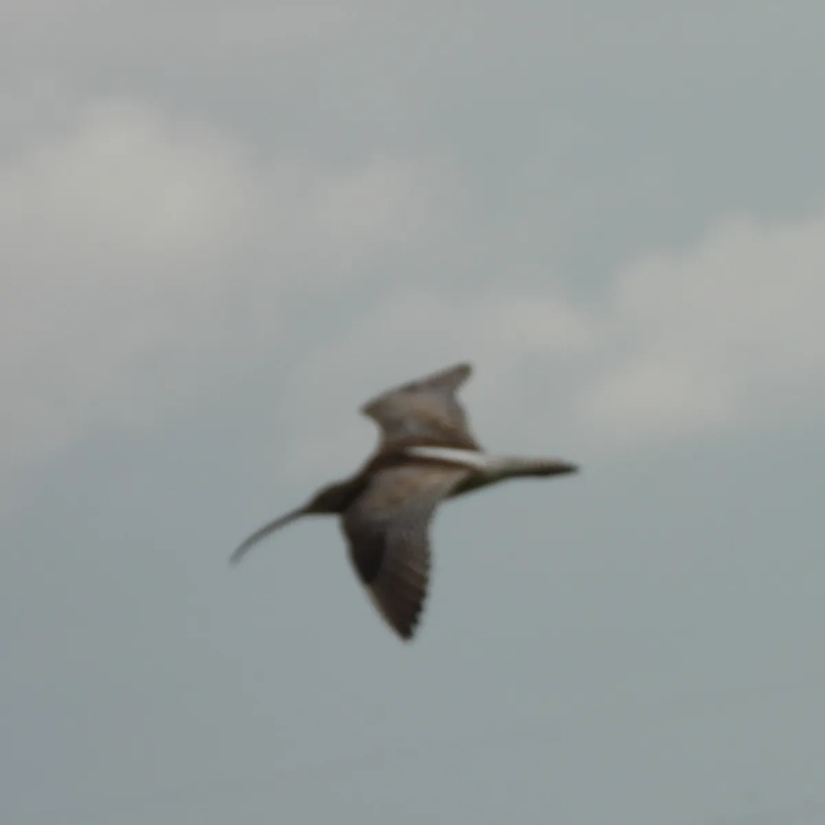Spotted Eurasian Curlew