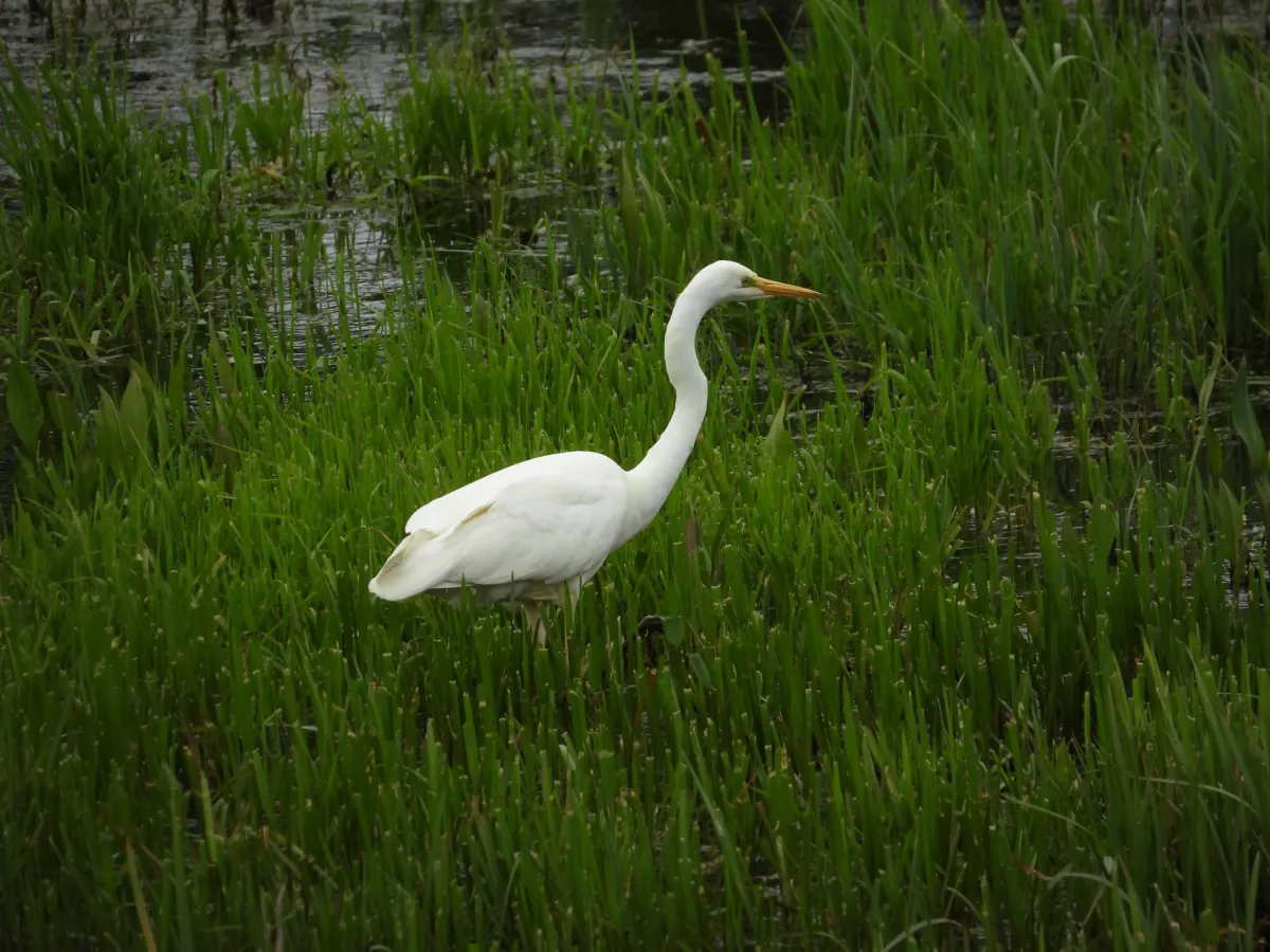 Spotted Great Egret