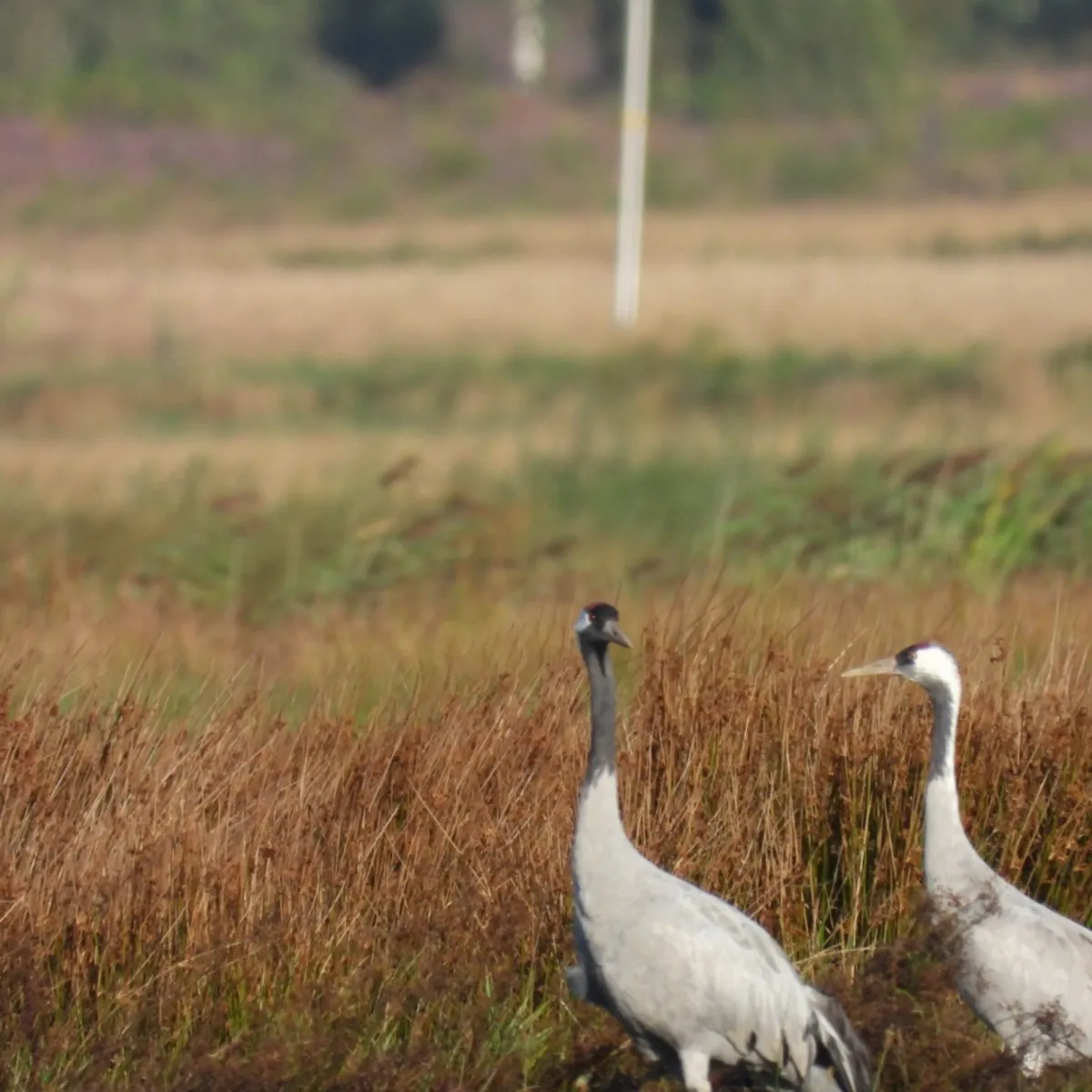 Waargenomen Kraanvogel