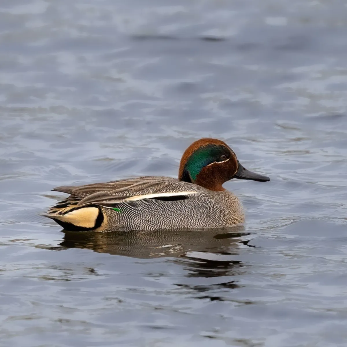 Gespotte Wintertaling